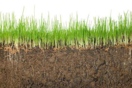 Растения после удобрений