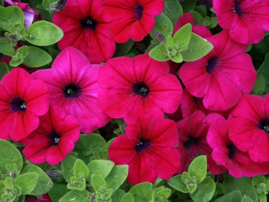 Петуния цветы