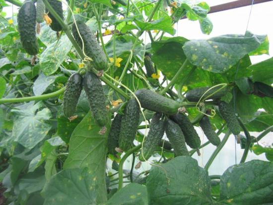 Кибрия огурцы