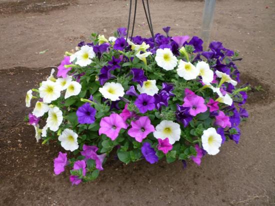 Петуния из семян