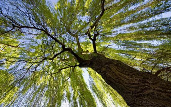 Выращивание ивы