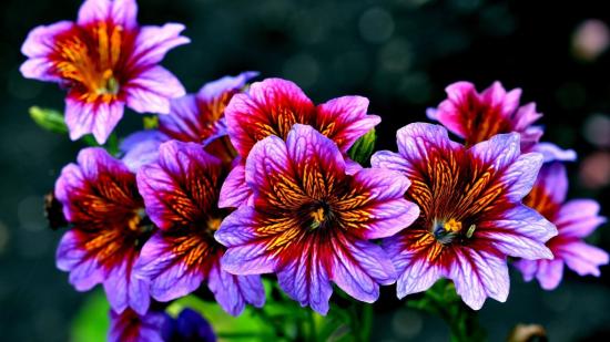 Самые Красивые Цветы Для Сада Фото