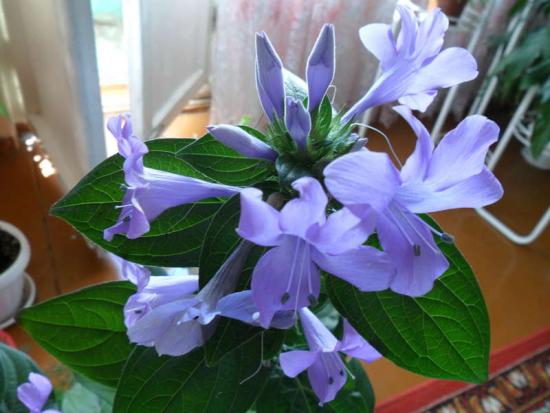 Барлерия голубая 