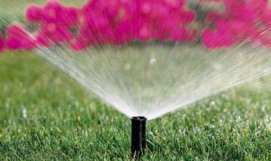 Полив цветов