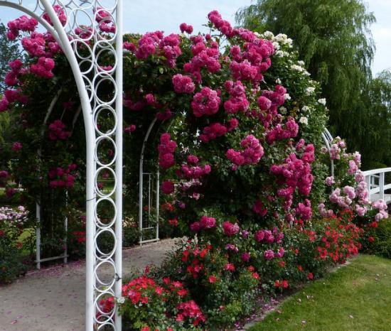 Роза Лагуна: плетистая красавица в вашем саду