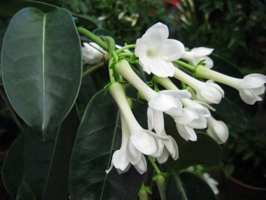 Цветок stephanotis все о нем Цветок stephanotis все о нем