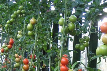 как ухаживать за помидорами 