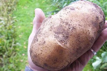 капельное орошение картофеля