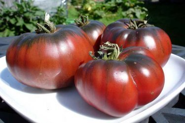 томаты Углерод