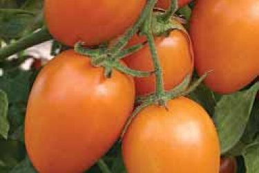 томаты Стеша отзывы