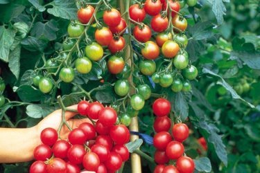 эпин повышает урожайность томатов и других овощей