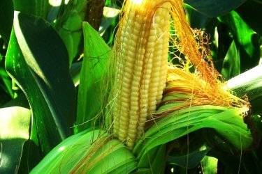 гербициды для кукурузы