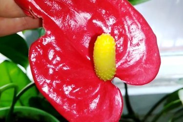 цветок мужское счастье, описание и особенности растения