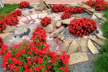 Красные цветы для клумбы, фото, описание