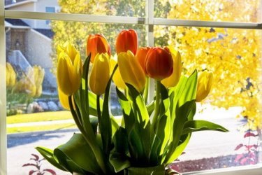как дома посадить тюльпаны