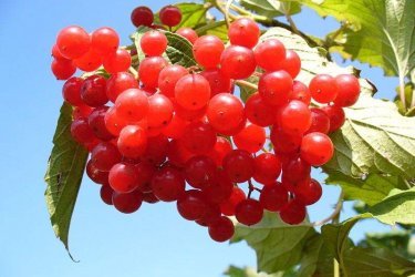 Полезные свойства ягоды калины