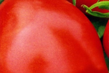tomat primadonna f1