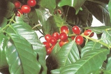 Комнатное растение кофе