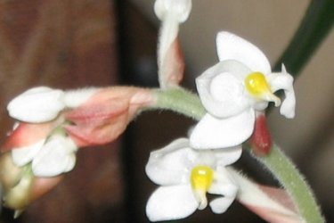 Орхидея Лудизия
