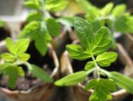 рассада томатов