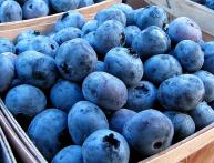 Ягоды голубики садовой