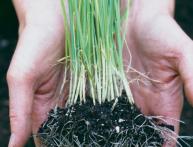 Молодая рассада лука порея