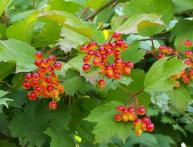 Калина садовая 