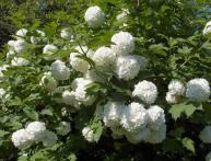 Цветущее дерево калины