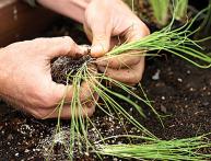 Агротехника лука 