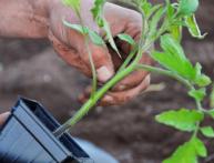 Рассада помидоров