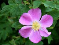 Шиповник майский