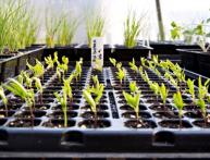 Проросшие семена перца