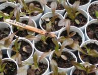 Молодые ростки салата