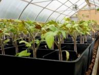 Рассада томатов в теплице