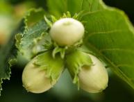 Молодой фундук