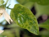 Табачная мозаика