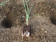 Лук перед посадкой