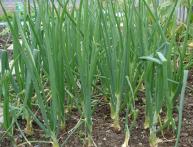 Лук зеленый в открытом грунте