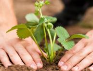 Посадка клубники