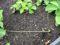 Клубника и ее усы