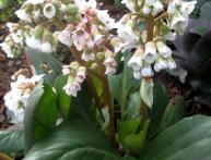 Бадан белый