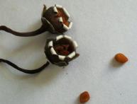 Семена цикламена