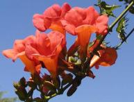 Выращивание кампсиса 