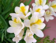 Фрезия в домашних условиях 