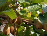 Китайский крыжовник