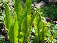 Листовик обыкновенный