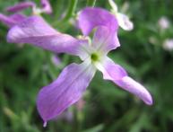 Ночная фиалка