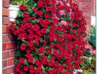 Ампельная петунья на фото