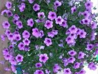 Ампельная петуния