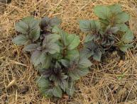 Посадка картофеля под солому 